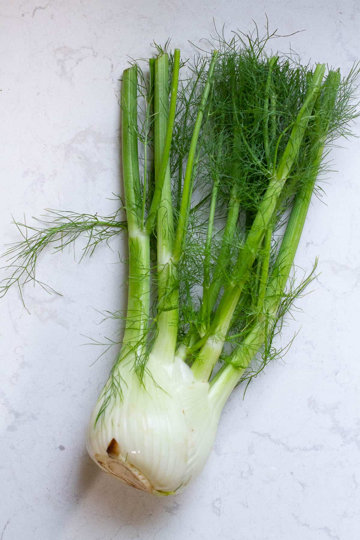 Top view of fennel.